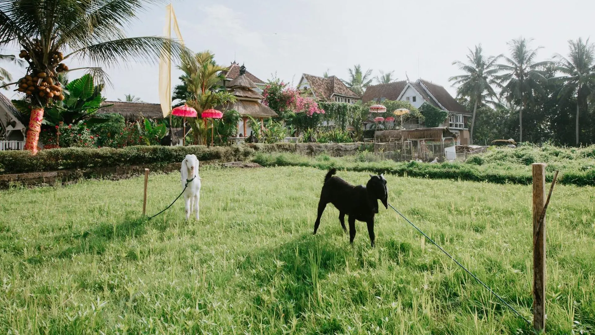 The Rice Joglo Eco-Stay Ubud  Indonesia