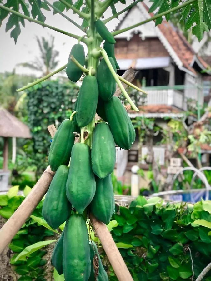 The Rice Joglo Eco-Stay Ubud  Farm stay